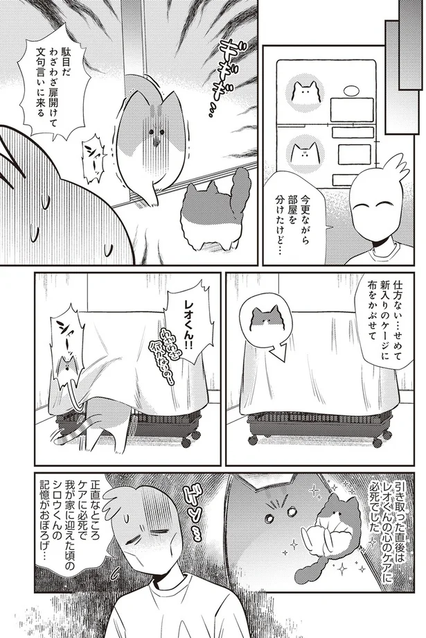  「レオとシロウのドタバタ猫日記」より