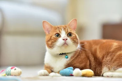 遊んで欲しい時におもちゃを持ってくる猫がかわいすぎる