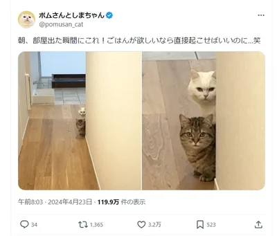 3.2万いいね！のポスト。朝ごはんを待っている2匹▶こちらを見つめる2匹の表情がたまらない（⇒次へ）