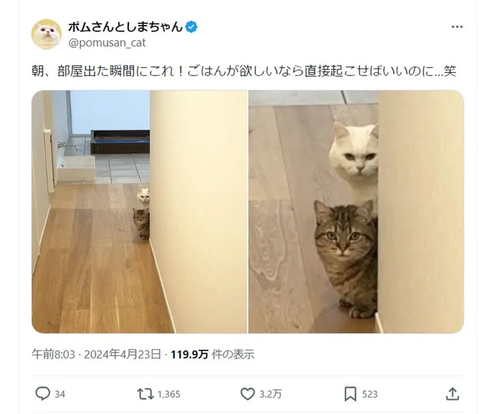 3.2万いいね！のポスト。朝ごはんを待っている2匹▶こちらを見つめる2匹の表情がたまらない（⇒次へ）
