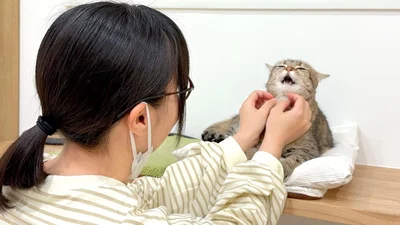 癖になりそうな、しまちゃんのなんとも言えない表情…▶猫がいると毎日楽しい！「猫あるある」が満載のマンガ『レオとシロウのドタバタ猫日記』は次画像から読めます（⇒次へ）