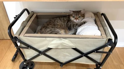 キャリーワゴンをアレンジしたベッドでくつろぐしまちゃん▶次の写真は首元をじゃらされて放心状態の猫ちゃん（⇒次へ）