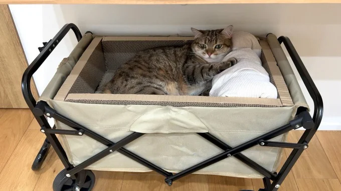 キャリーワゴンをアレンジしたベッドでくつろぐしまちゃん▶次の写真は首元をじゃらされて放心状態の猫ちゃん(⇒次へ)