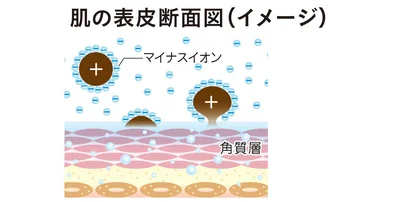 肌の表皮断面図（イメージ）