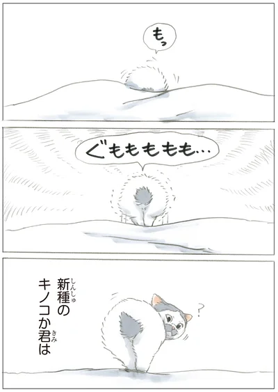 『ノリ吉は大吉猫』より