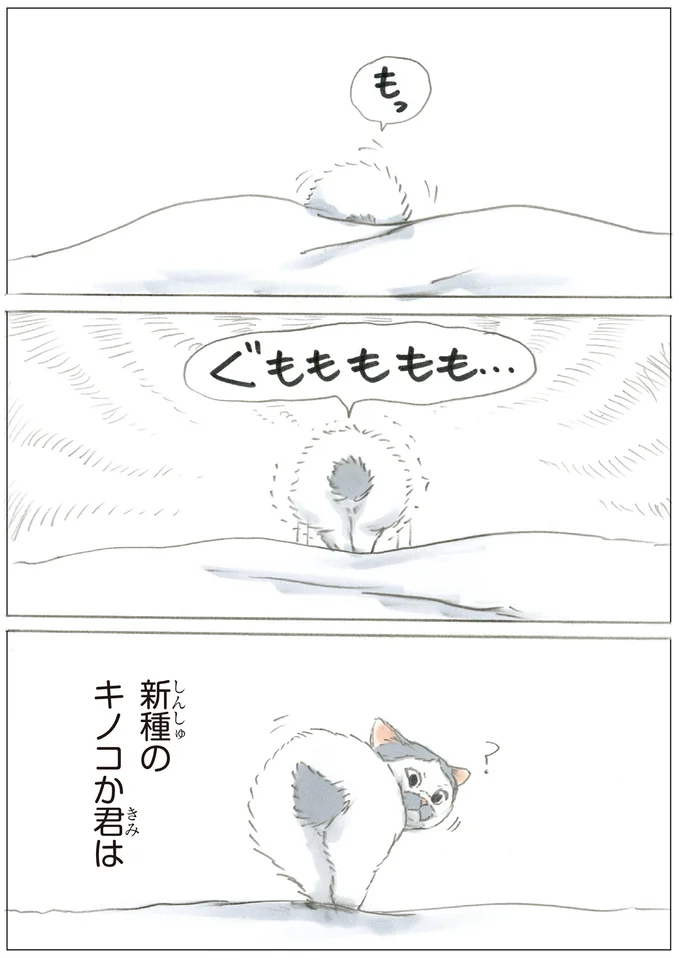 『ノリ吉は大吉猫』より
