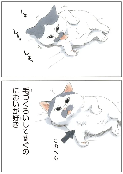 『ノリ吉は大吉猫』より