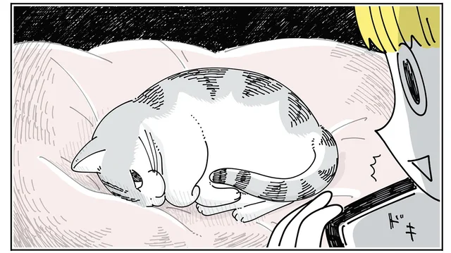 ドッキリか何か？ ベッドで寝ている猫を撮影したい飼い主が一瞬驚いた話／夜は猫といっしょ6（12）