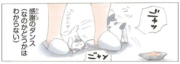 ごはんを前にした嬉しさを全力で伝えたい？ 飼い主の足元でする感謝のダンス