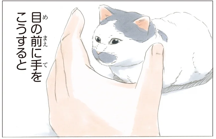 一体誰に教わったの？ 飼い主が出した手に対して行われる猫のファンサービス