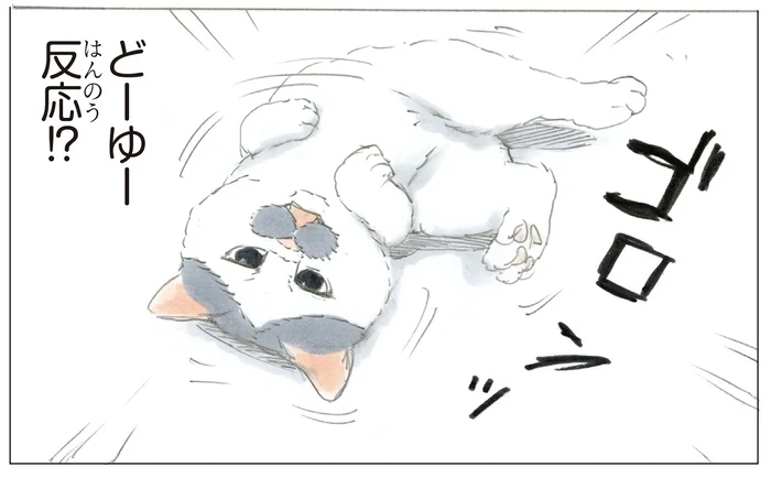 どういう反応!? ねずみのおもちゃが目の前を横切ったときの猫の仕草が謎