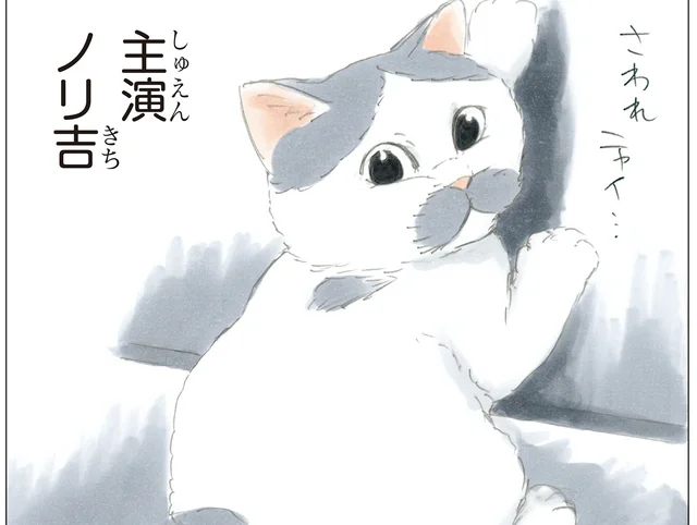 主演はうちの猫？ テレビにちょっかいを出している様が可愛らしい