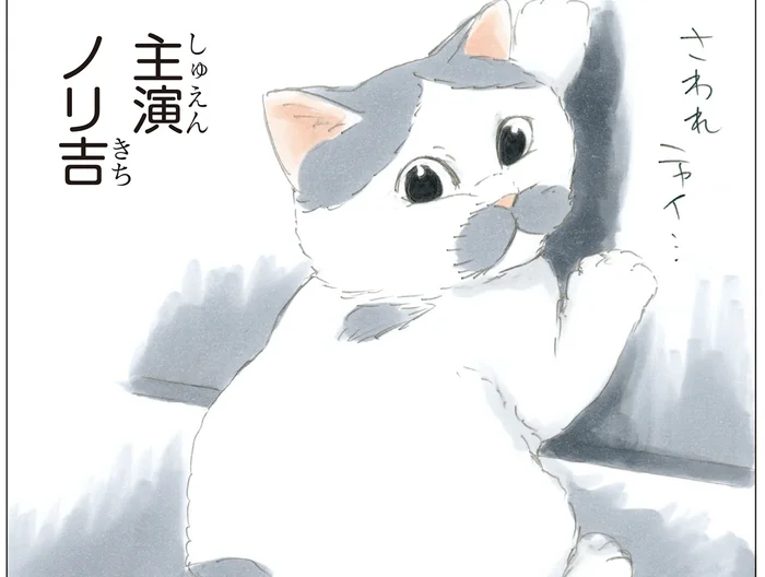 主演はうちの猫？ テレビにちょっかいを出している様が可愛らしい