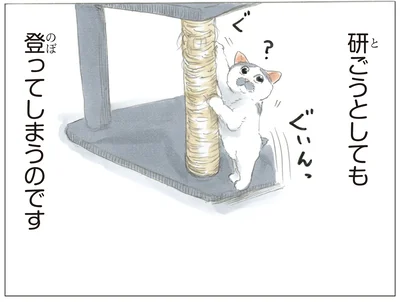 登ってしまうのです