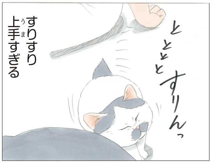 飼い主を喜ばせるのが上手すぎる！ すりすり名人の若い猫