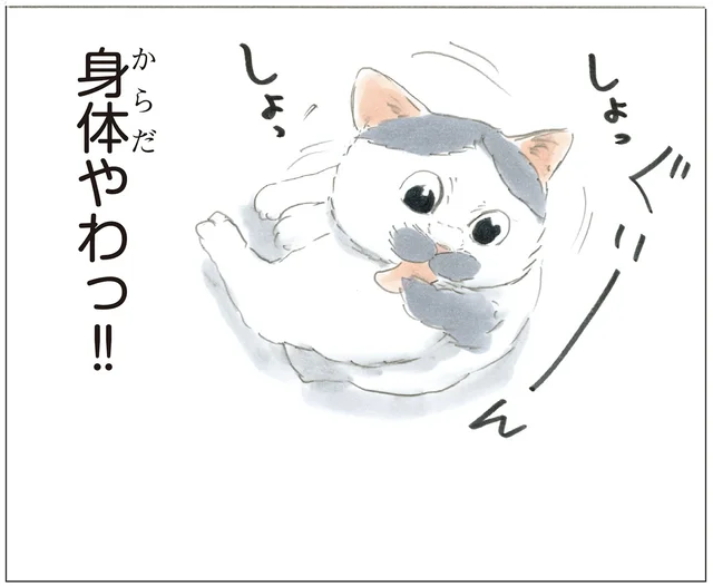 身体柔らかすぎ！ 尻尾にちょっかいを出すとものすごい角度で反応してくる猫
