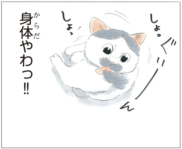 身体柔らかすぎ！ 尻尾にちょっかいを出すとものすごい角度で反応してくる猫