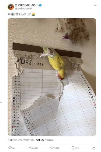いよいよ10月に。年末までもう少し！？▶楽しそうに噛みちぎるピンキーちゃんに飼い主さんの取った行動は？！（⇒次へ）