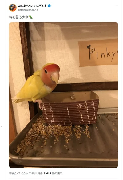 時を齧る少女ピンキーちゃんは現在3歳だそうです▶鳥と暮らしたいと思ったら！小鳥と暮らすうえで出てくる疑問や知っておきたいことを、フルカラーで解説するマンガ『トリ扱い説明書』は次画像から読めます（⇒次へ）