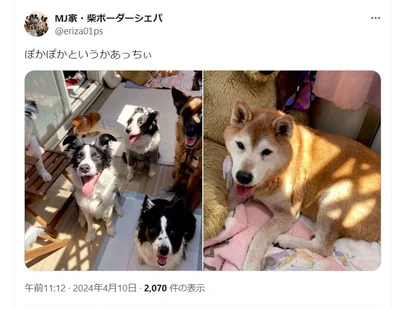 暑い日の様子。表情豊かです▶お散歩の様子は次の写真（⇒次へ）