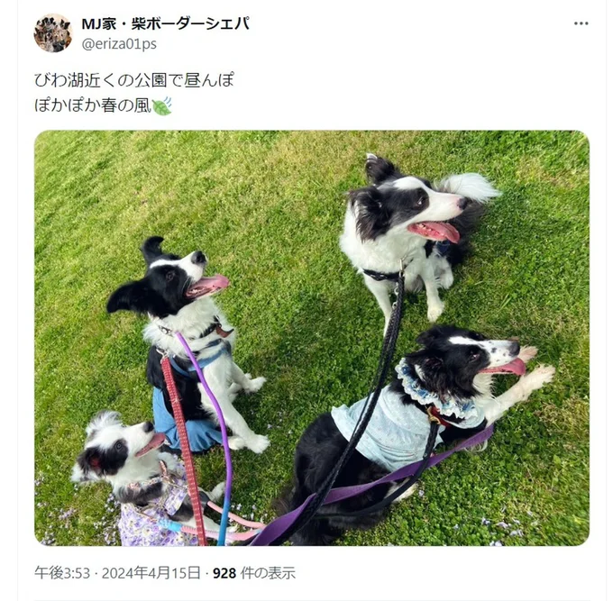 公園でのおさんぽ。楽しそうな雰囲気が伝わってきます▶インスタで話題となった心温まる犬漫画『ドベとノラ 犬がくれた優しい世界』は次画像から読めます(⇒次へ)