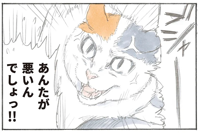 逆ギレですか!? まとわりついてきた上に被害者のような顔をする猫／拾い猫のモチャ（3）