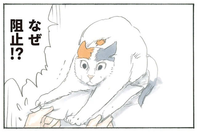 猫にとっても大切なもの？ 探しものを発見しただけなのに邪魔されます／拾い猫のモチャ（4）