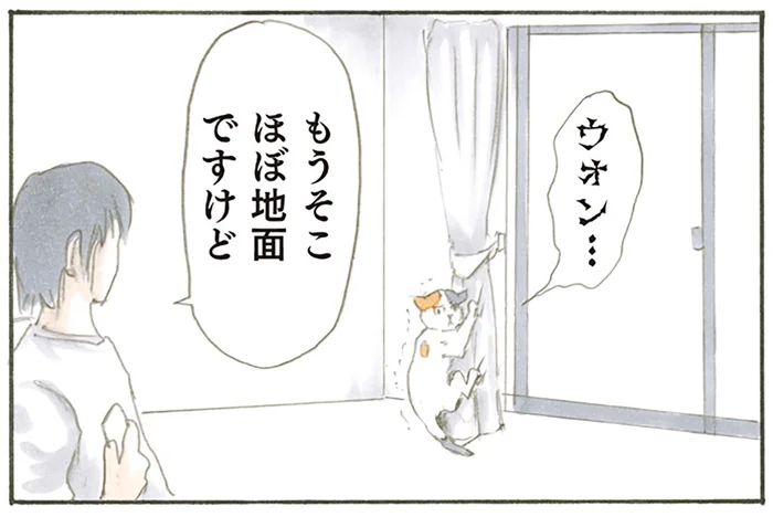 何が怖いんだろう。カーテンを登って降りられなくなった猫のビビリようがスゴい／拾い猫のモチャ（5）