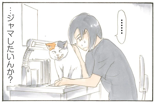 もはや猫の定位置。邪魔したいとしか思えない行動に飼い主も困り顔／拾い猫のモチャ（6）