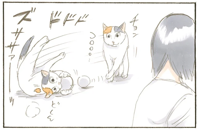 ボールを持って現れた猫。「ほめてアピール」が露骨すぎてつい見ちゃいます／拾い猫のモチャ（7）