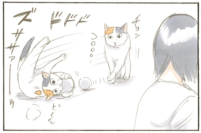 ボールを持って現れた猫。「ほめてアピール」が露骨すぎてつい見ちゃいます／拾い猫のモチャ（7）