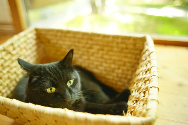 愛猫の安全のために「ガラーン」空間を徹底した仕事部屋