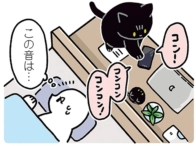 コン！コンコン！