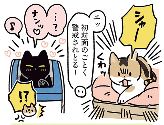 初対面のような警戒ぶりにも甘え声で反応？弟の愛猫と黒猫ろんの再会／黒猫ろんと暮らしたら5（8）