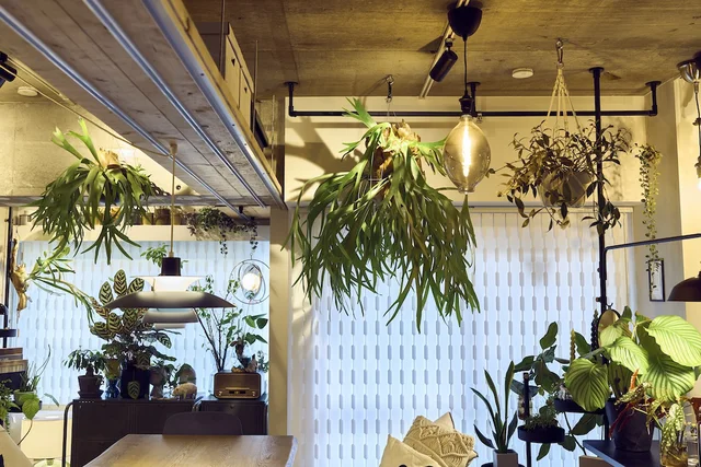 【人気整理収納アドバイザーが実践】コンパクトな家に植物を取り入れるなら、天井に！