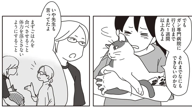 ガンだと告げられた飼い猫。専門病院に行くまでに、何ができるかな？／世界一幸せな飼い主にしてくれた猫（8）