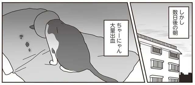 とある日の朝、猫の口から大量の出血。ついにガンの「自壊」が始まった／世界一幸せな飼い主にしてくれた猫（17）