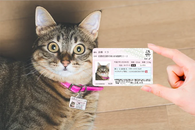 愛猫家なら登録しておきたい｢マイニャンバー｣