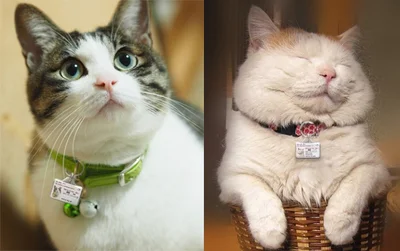 【写真を見る】かわいい猫ちゃんにマイニャンバーを装着するの図