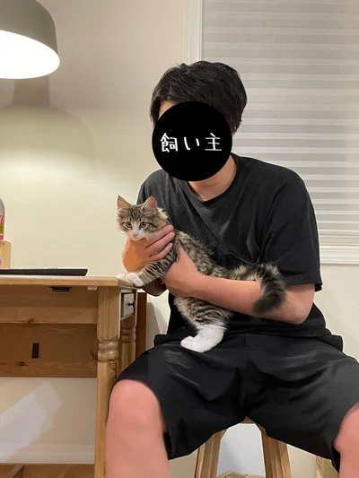生後3カ月まだ小さな子猫です▶この猫が生後13カ月になると…（⇒次へ）