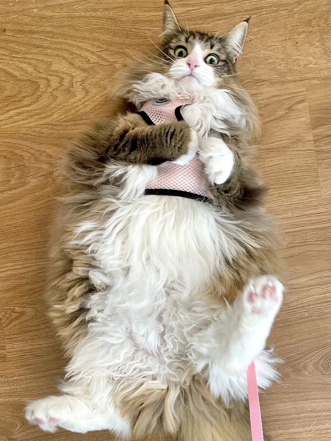 ガッと目を見開くしろあんちゃん▶病院を察したしろあんちゃんの様子のポストは次の写真です(⇒次へ)