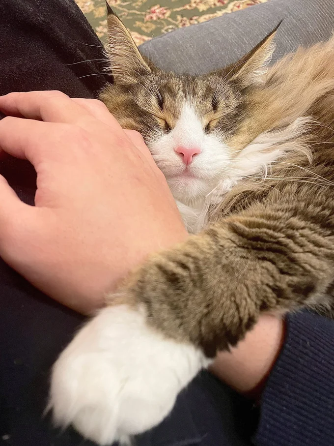 ぴったりとくっついてかわいい寝姿▶甘えん坊すぎて心配になって病院の先生に聞いてみたら…(⇒次へ)