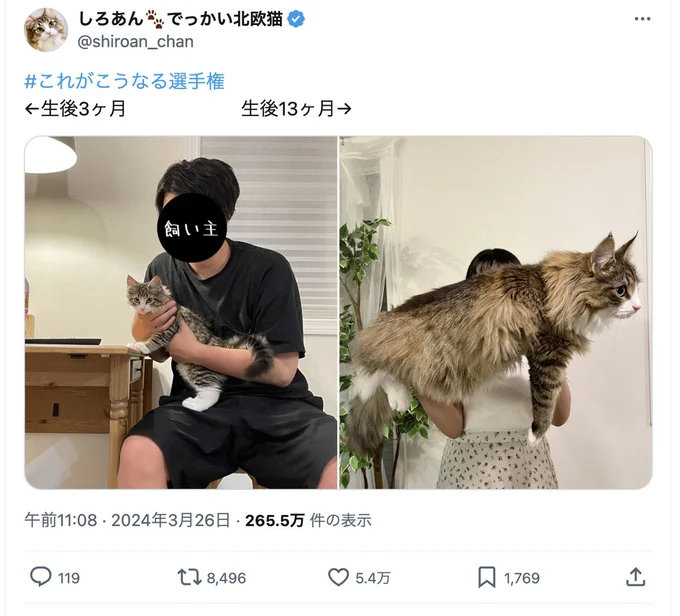 驚くほどの成長ぶりです！▶次はとっても甘えん坊なしろあんちゃんの写真（⇒次へ）