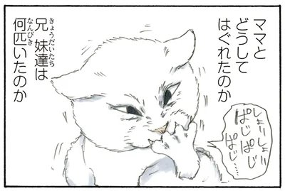 拾い猫に聞きたい事