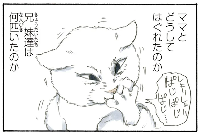 「うちに拾われて幸せかい？」拾い猫に聞きたいことがいっぱいある／拾い猫のモチャ2（2）