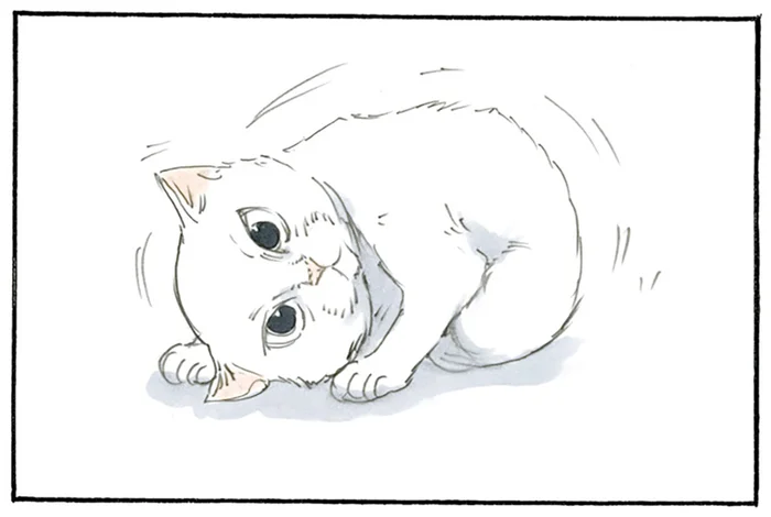 一挙手一投足を見逃せない！ 猫の写真を連写しすぎてもはや動画になっている／拾い猫のモチャ2（3）
