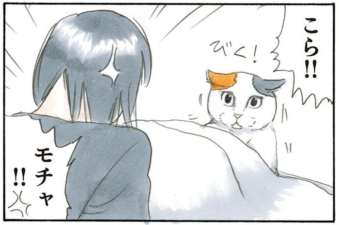 飼い主は怒ってるんです！イタズラを叱っても全く反省していない表情の猫／拾い猫のモチャ2（6）