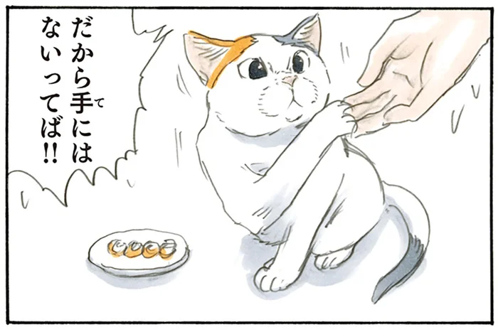 手には無いんだってば！ お皿からよりも飼い主の手からごはんを食べたい猫／拾い猫のモチャ2（7）