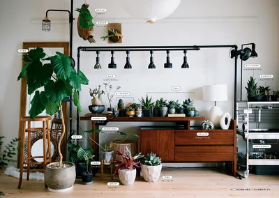 植物を置いているのは、リビングダイニングだけ！