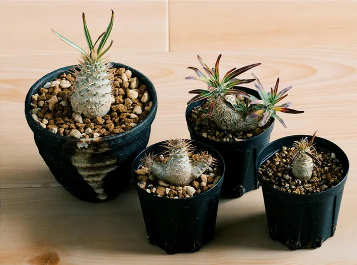 【観葉植物男子が教える枯らさないコツ】植物は「似たもの同士」でまとめて管理を